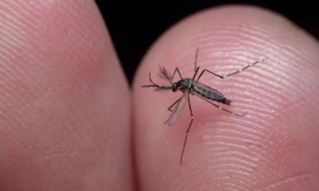 ডেঙ্গু ছড়ানো এডিস মশা চিনবেন যেভাবে