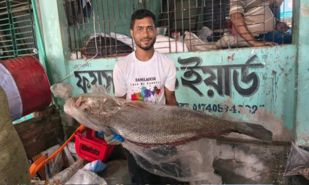 বঙ্গোপসাগরে জেলের জালে ধরা সাড়ে ২১ কেজির বিরল ‘কালো পোয়া’ মাছ