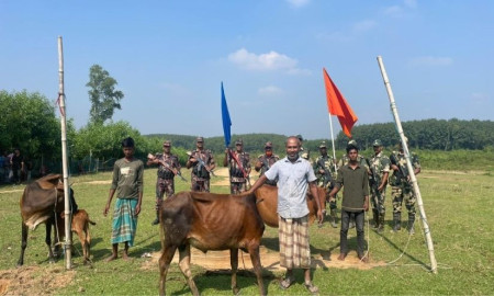 সীমান্তে ঢুকে ৫ গরু নিয়ে গেল বিএসএফ, পতাকা বৈঠকে ফেরত