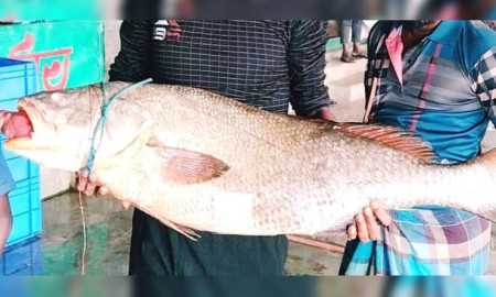 ৩৭ কেজি ওজনের ‘কালো পোয়া’র দাম উঠল ১ লাখ ২০ হাজার টাকা