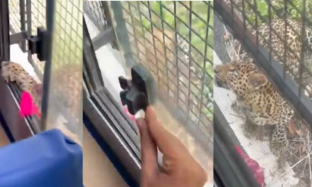 ভারতে পর্যটকদের বাসে চিতা বাঘের হামলায় আহত ১