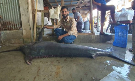 কুয়াকাটায় জেলের জালে ধরা পড়ল ৮০ কেজির ‘পাখি মাছ’
