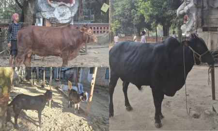 হাসিনার মৃত্যুদণ্ড: টিএসসিতে গরু-খাসি ভোজ ঢাবি শিক্ষার্থীদের