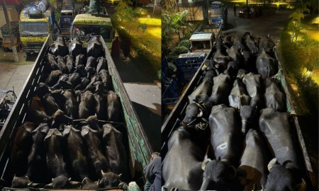 ৯৯৯-এ ফোন পেয়ে মহিষ বোঝাই দুইটি ডাকাতির ট্রাক উদ্ধার