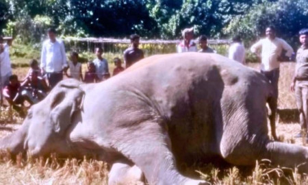 কক্সবাজারের উখিয়ায় বৈদ্যুতিক ফাঁদে বন্য হাতির মৃত্যু