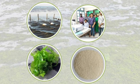 শৈবাল থেকে রঞ্জক, অ্যাগার ও সেলুলোজ উৎপাদনে বাকৃবির যুগান্তকারী সাফল্য