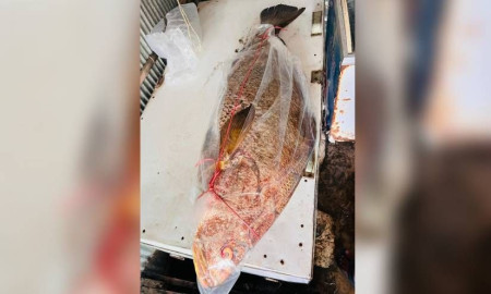 সেন্টমাটিনে জেলের জালে ধরা পড়ল ৩২ কেজির পোপা মাছ