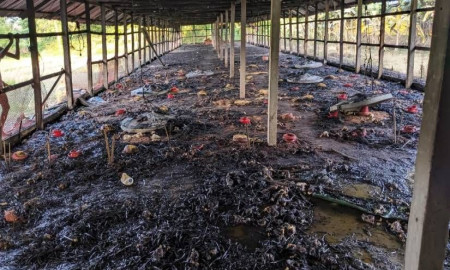 মিরসরাইয়ে শর্ট সার্কিটের আগুনে পুড়ে অঙ্গার ২৫০০ মুরগির বাচ্চা