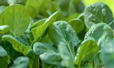 যাদের পালং শাক নিয়মিত খাওয়া ঠিক নয়