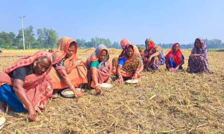 চলনবিলে মাঠে মাঠে ‌‘বিনা হালে রসুন’ আবাদে ব্যস্ত চাষিরা