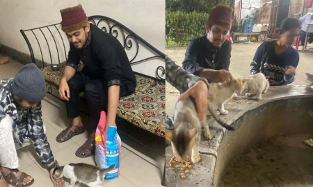 হলের অভুক্ত বিড়ালদের জন্য ডাকসুর জরুরি খাদ্য সহায়তা