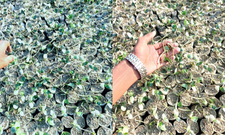 বাউফলে ১১ একর জমির তরমুজ চারা নষ্ট করেছে দুর্বৃত্তরা