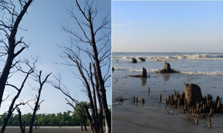 সুন্দরবন, সুন্দরী এবং শঙ্কা