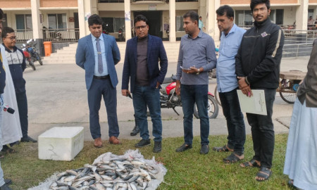 টুঙ্গিপাড়ায় জব্দকৃত ৬০ কেজি জাটকা ইলিশ চার এতিমখানায় বিতরণ