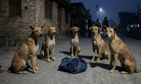 রাস্তায়-ফেলে-যাওয়া-নবজাতককে-রাতভর-পাহারা-দিল-একদল-কুকুর