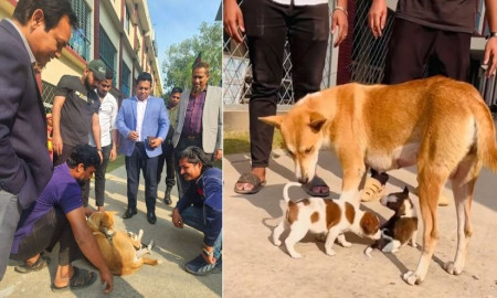 সন্তানহারা মা কুকুর টম পেল নতুন দুই সন্তান