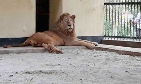 মিরপুর জাতীয় চিড়িয়াখানার খাঁচা থেকে বেরিয়ে গেছে সিংহ