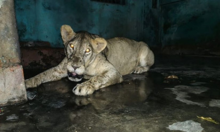 সিংহী ডেইজি ‘আটক’