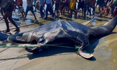 টেকনাফে জেলের জালে ধরা পড়ল ১৫ মণ ওজনের শাপলাপাতা মাছ