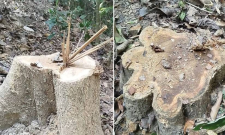 চুনারুঘাটের সাতছড়ি বনে কোটি টাকার সেগুনগাছ পাচারের অভিযোগ