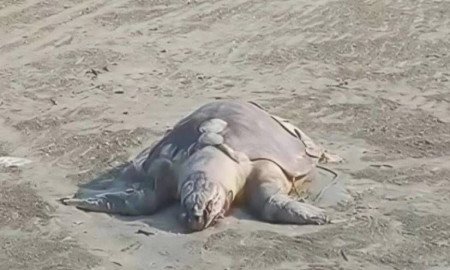 প্রজনন মৌসুমে সেন্টমার্টিনে বাড়ছে মা কচ্ছপের মৃত্যু