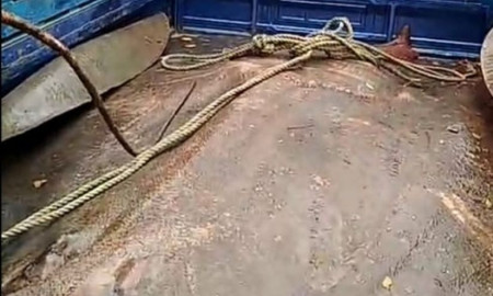 মেঘনায় ৮ মন ওজনের শাপলা মাছ, নিলামে লাখ টাকায় বিক্রি