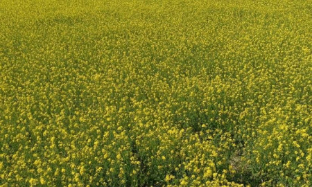 শার্শায় সরিষার বাম্পার ফলনের সম্ভাবনা, কৃষকের মুখে হাসি 