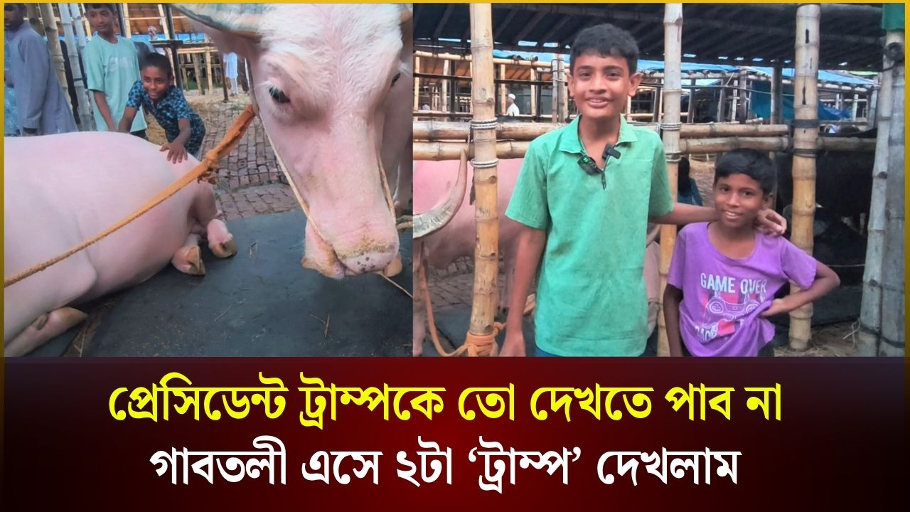গাবতলীর হাটে দেখা মিলল জোড়া ট্রাম্প 