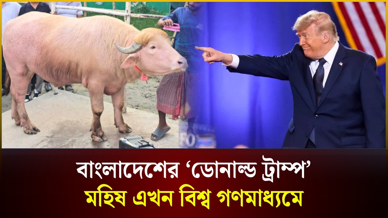 বাংলাদেশের ‘ডোনাল্ড ট্রাম্প’ মহিষ এখন বিশ্ব গণমাধ্যমে