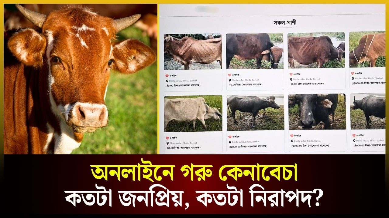 অনলাইনে গরু কেনাবেচা কতটা জনপ্রিয় ও নিরাপদ?