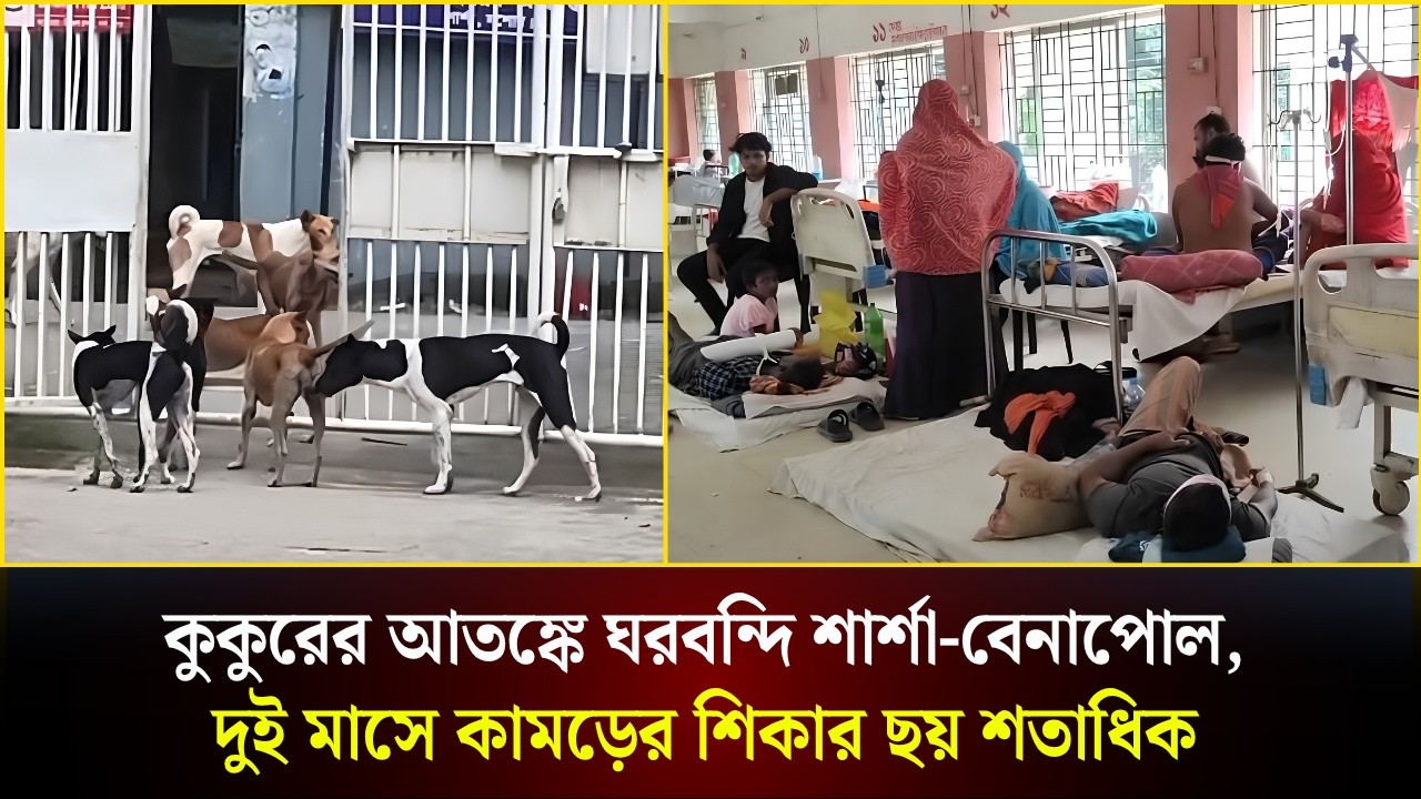  কুকুরের আতঙ্কে ঘরবন্দি শার্শা-বেনাপোল