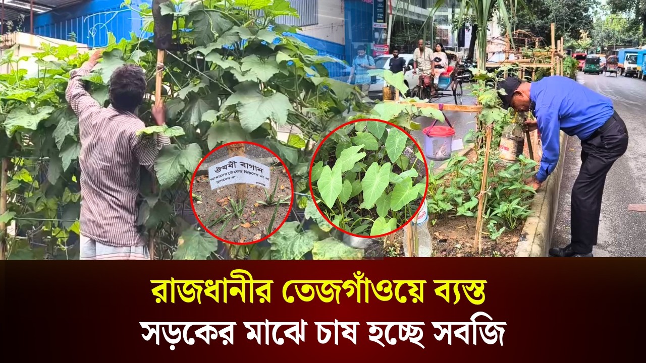  রাজধানীর তেজগাঁওয়ে ব্যস্ত সড়কের মাঝে চাষ হচ্ছে সবজি