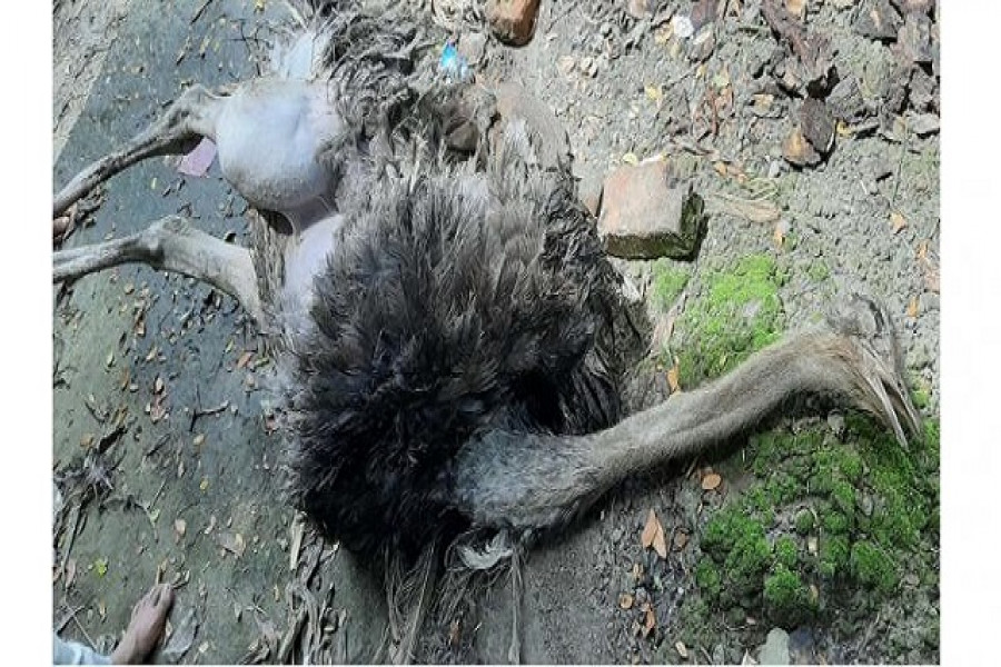 ৬ উটের পাঁচটিই মারা গেল