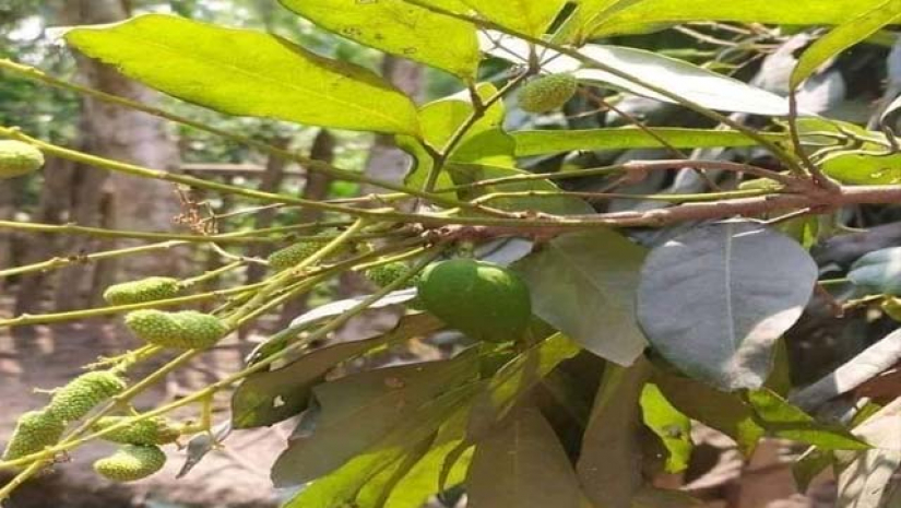ঠাকুরগাঁওয়ে লিচু গাছে আম: বিষয়‌টির বৈজ্ঞা‌নিক ব্যাখ্যা