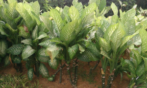 এই পাতাবাহার গাছটি কি সত্যিই মৃত্যুফাঁদ?