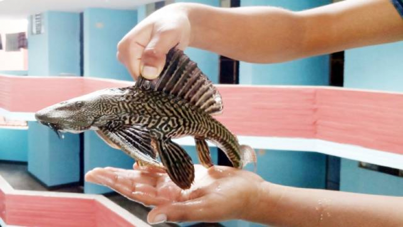 বাকৃবির লেকে মিলছে ক্ষতিকর সাকার ফিশ