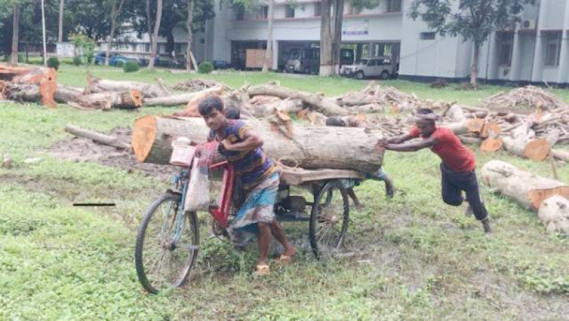 অর্ধ শতাব্দী পুরনো ৫০টি গাছ কাটছে রুয়েট