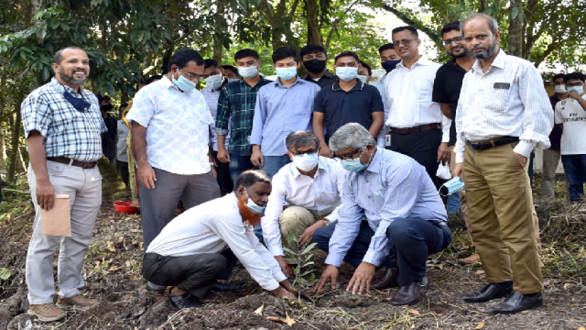 খুবিতে সুন্দরী গাছ রোপণ