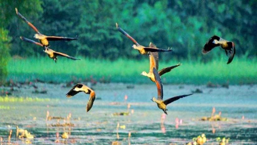 করোনার উর্ধ্বগতিতে স্থগিত জাবির ‘পাখিমেলা ২০২২’