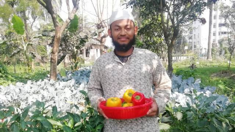স্বল্প আলোয় ক্যাপসিকাম চাষে খুবি শিক্ষার্থীর সাফল্য