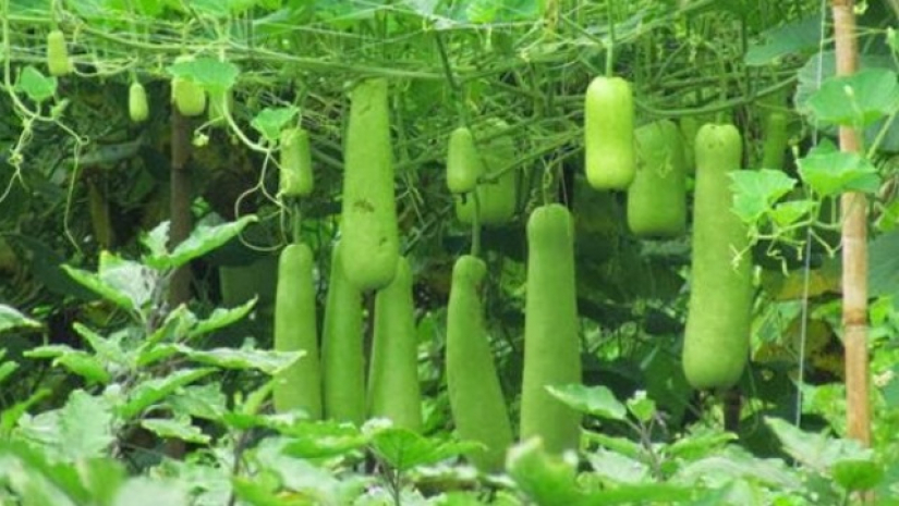 লাউয়ে আছে যত উপকার