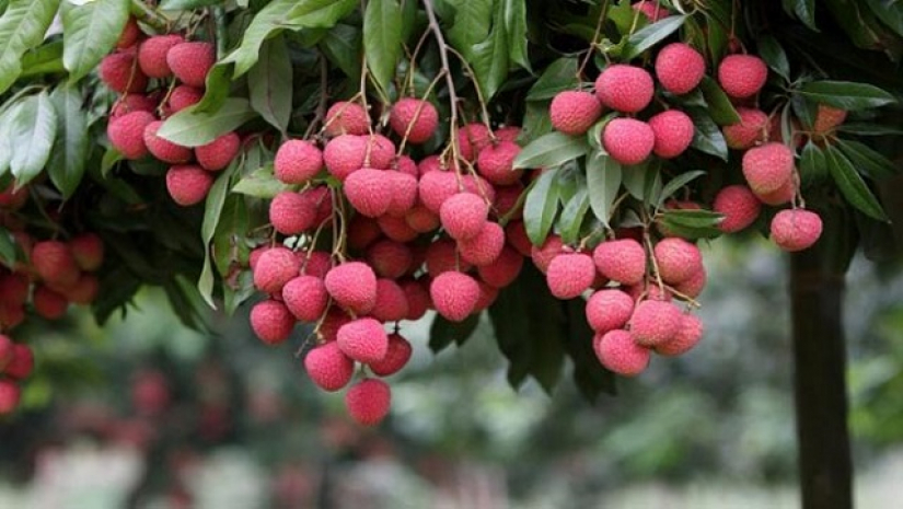 যে কারণে আপনি লিচু খাবেন