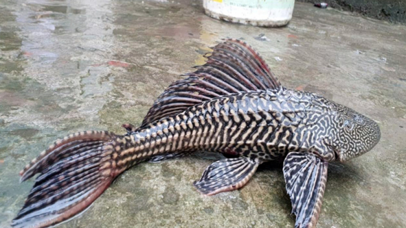 দেশে নিষিদ্ধ হচ্ছে যে মাছ 