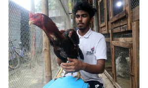 এক হাজার টাকায় শুরু করে এখন লাখপতি কলেজছাত্র সাজ্জাদুল