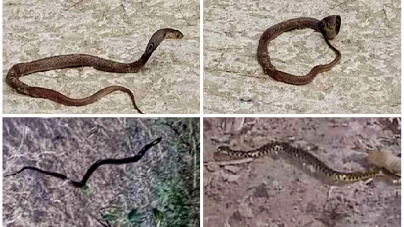 ক্যাম্পাস ভবন-মাঠে ও হলে দেখা মিলছে বিষধর সাপের, আতঙ্কে শিক্ষার্থীরা
