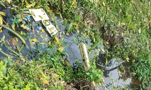 মশার উপদ্রবে অতিষ্ঠ বাকৃবি শিক্ষার্থীরা, উৎপত্তিস্থল কচুরিপানা-আবদ্ধ জলাশয়