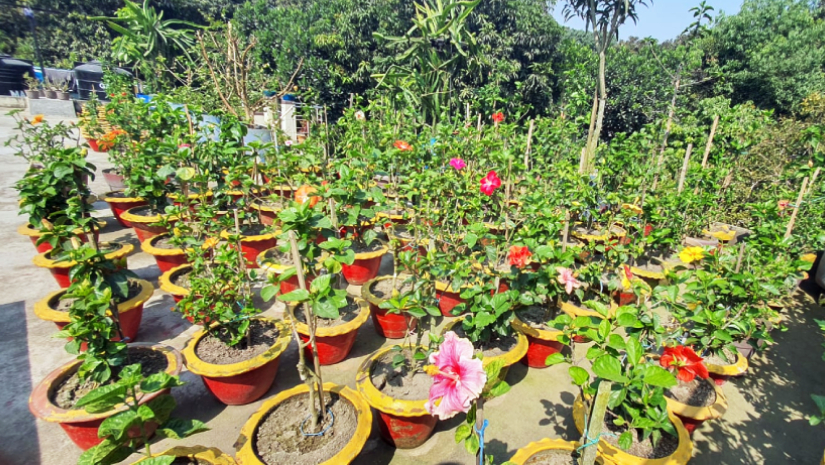 বিশ্ববিদ্যালয় অধ্যাপকের ছাদ বাগানে ২৩৫ প্রজাতির জবা ফুল গাছ