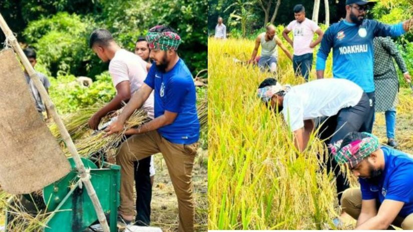 ধান কেটে মাড়াই করে কৃষকের ঘরে তুলে দিল ছাত্রলীগ