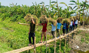 কৃষকের ধান কেটে বাড়ি পৌঁছাল নোবিপ্রবি ছাত্রলীগ