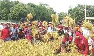 নেত্রকোনায় কৃষকের ধান কেটে দিল কৃষকলীগ 